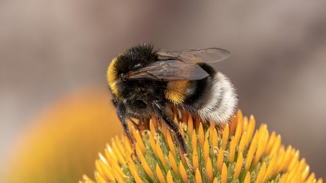 Study: Common Irish bumblebee differs genetically from British counterparts