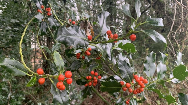 Opinion: The Irish countryside has never looked more impressive