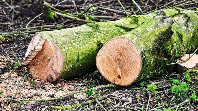 Green Party welcomes clarity from Coillte on alleged illegal tree-felling