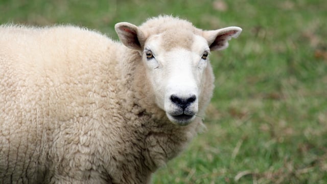 HPRA issues new safety notice on oral suspensions for sheep