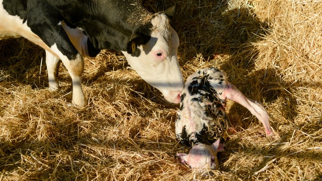 Galway company delivers sweet boost for farmers during calving season
