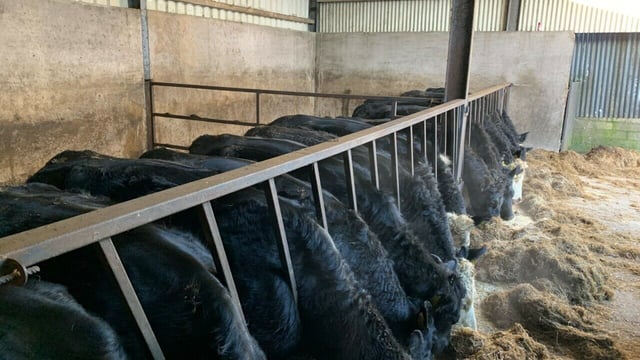 Confirmation and carcass weights of dairy-beef cattle in decline