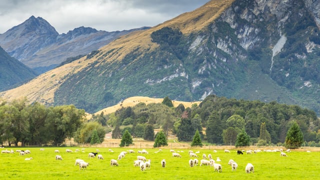 Dawn Meats NZ deal is a 'win-win for Irish farmers' - chief executive