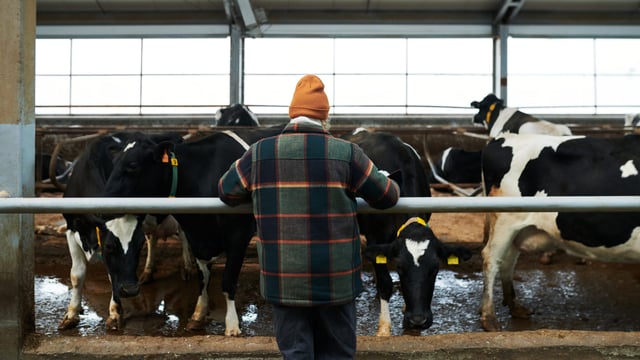 Watch: Supermarket milk prices - 'if we lose the farmer, we're lost'