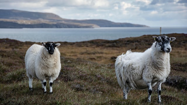 Watch: Retired garda detective's novel idea to uncover livestock theft