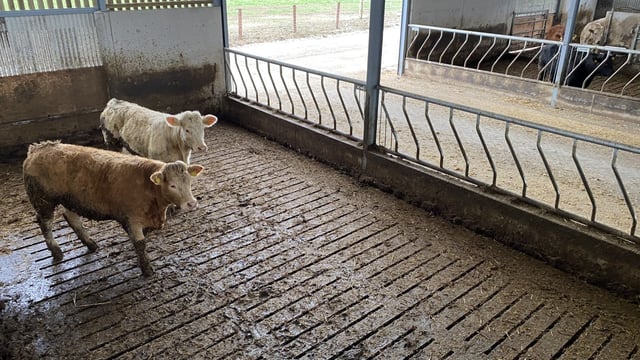 Beef kill: Supplies edge up but still 10,000 head/week below 2024