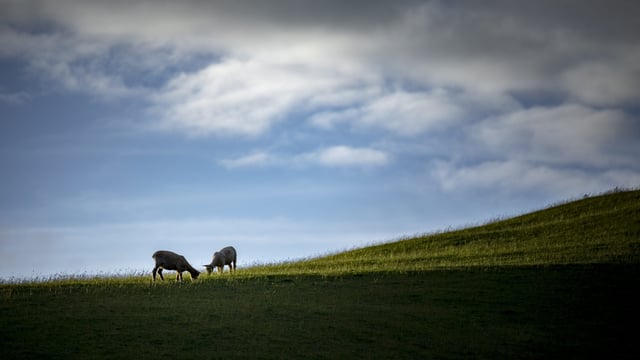 Heydon intends to 'seek an increase' in current CAP funding proposals for Ireland