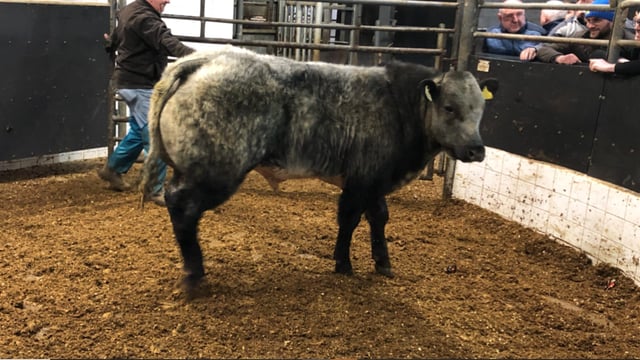Weanling exporters set to meet with AHI on Thursday to discuss 'health' concerns