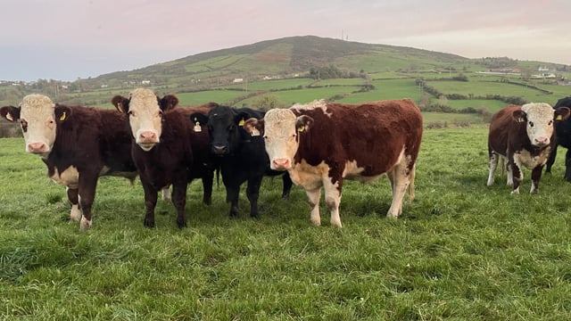 Factory quotes: Move to reduce beef price continues this week