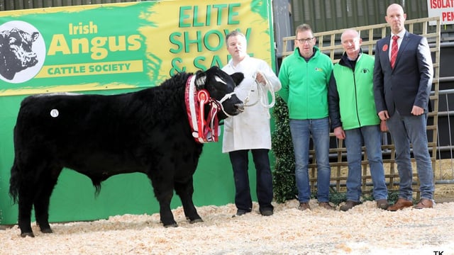 Countdown is on to Irish Angus Elite Show and Sale
