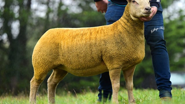 Springhill flock tops NI Charollais female sale for sixth time in 9 years