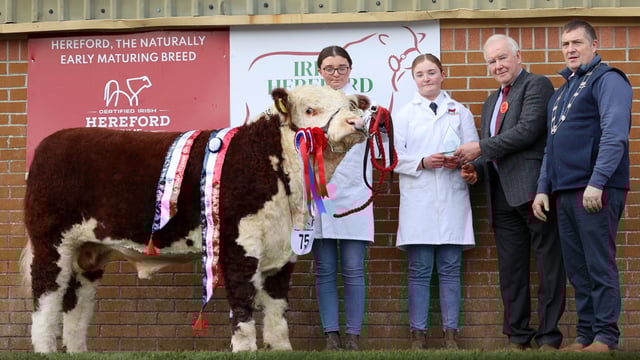 Results: Irish Hereford Breed Society National Calf Show