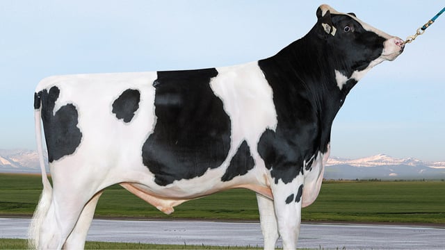 Improving milk components a priority for NI dairy farmers - breeding specialist