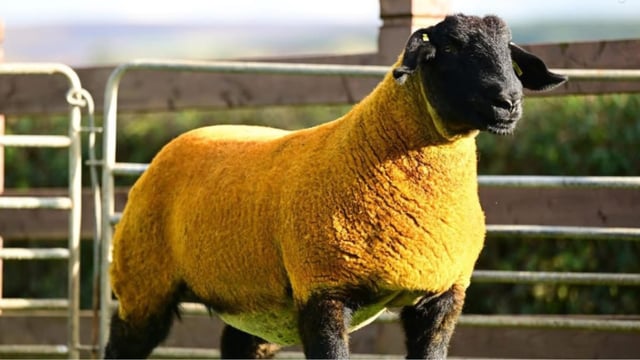 Forkins flock tops Big Bang sale at 12,000gns  