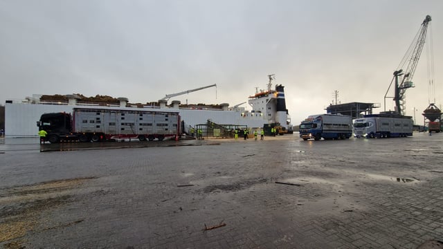 Watch: Shipping 1,600 cows from Waterford to Algeria