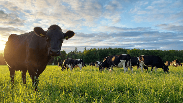 Farmers set to take centre stage at Teagasc Dairy Conference