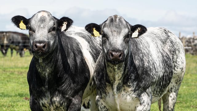 Farmers to lead conversation at Teagasc National Beef Conference 2025