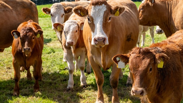 Changes to supply of antiparasitic medicines from December 1