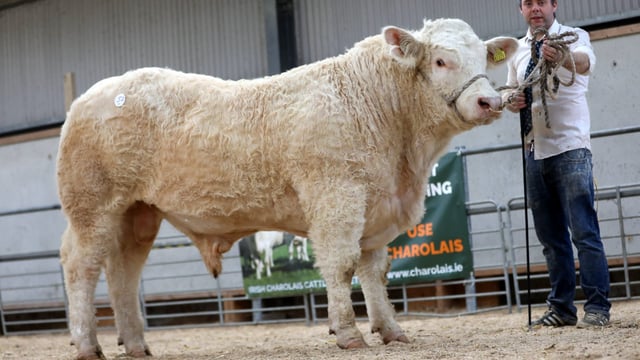 Charolais bulls average over €5,500 at society sale in Offaly