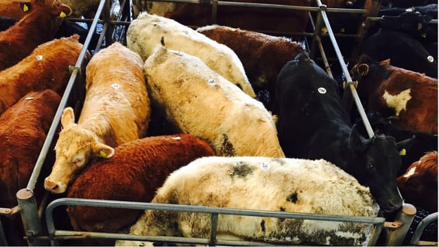 Mart report: A look at the weanling trade at Ennis Mart