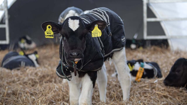 How to harness the inquisitive nature of calves to drive performance