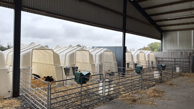 Watch: Rearing autumn and spring-born calves in group hutches