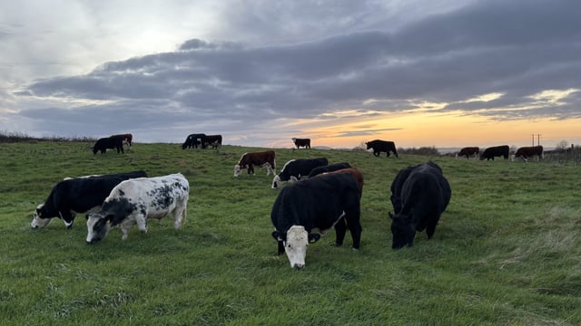 Factory quotes: Move to cut higher cattle price offers this week