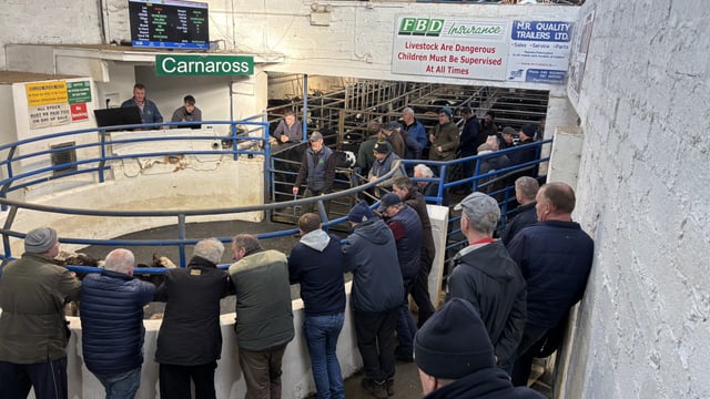 Gallery: A look at calf and runner prices from Carnaross Mart