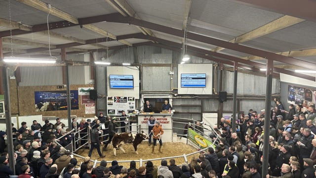 A review of the top prices paid at 2025 Carrick Winter Fair