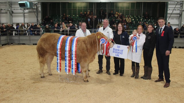 Outstanding Charolais heifer wins RUAS Commercial Beef Championship
