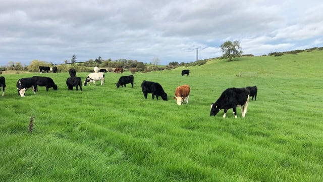 How has Irish factory beef price surpassed lamb prices in cases?