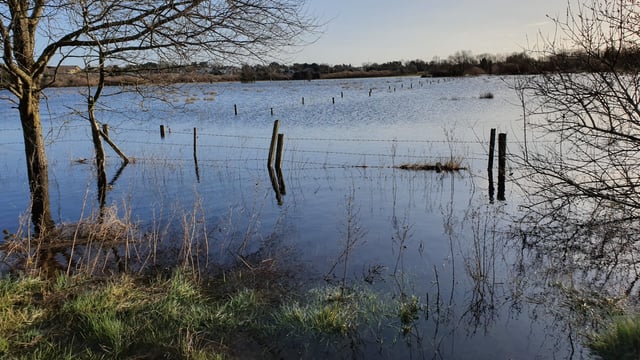 Flooding on the Shannon causing 'huge issues' for farmers - TD