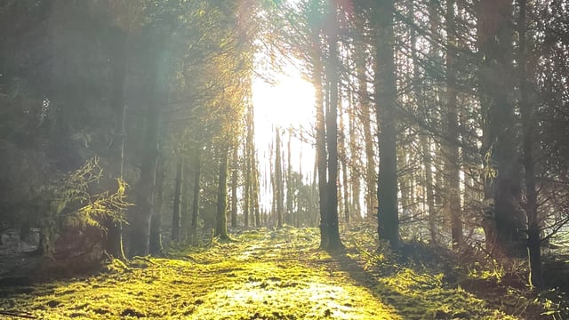 DAFM to pay farmers €1,200 for forest management plans