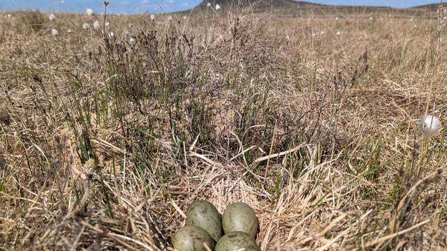 Wading birds making a comeback in Antrim Hills  