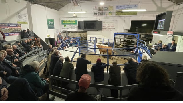 Number of cattle sold in marts down 28,500 head in October