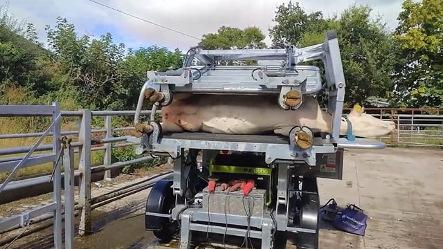 Tackling lameness the practical way: Two farmers share their stories