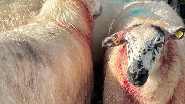 Owners urged to keep dogs under control after sheep kill in Mayo