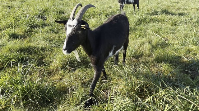 Building a goat farm with no farming background
