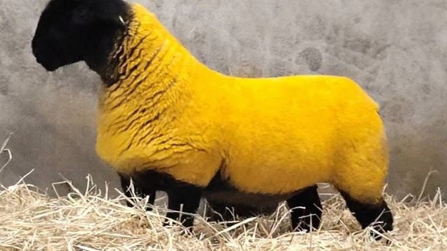 Malinhead ewe lamb tops the Black Beauties sale at €7,500