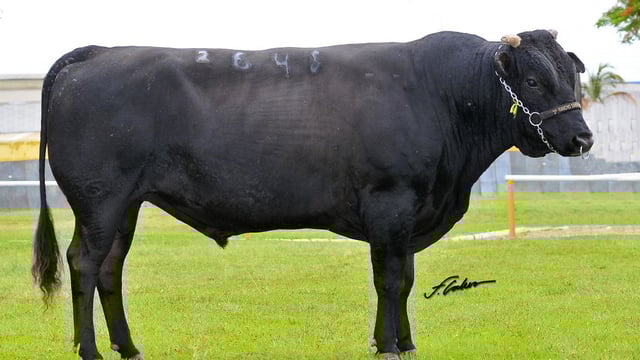 Brazilian beef sector pushing to align with global standards