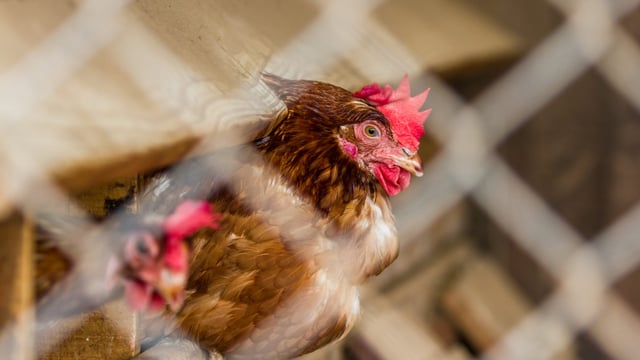 Heydon: 'We stand ready to support our poultry sector'
