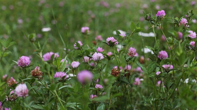 Multi-species sward and red clover payments get underway