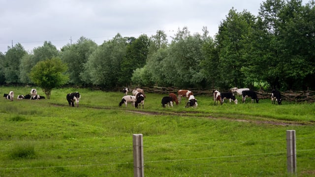 Taoiseach: Farmers will 'have to do more' when it comes to water quality