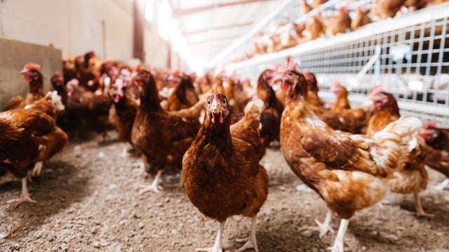 Bird flu: What should flock owners know about the housing order?