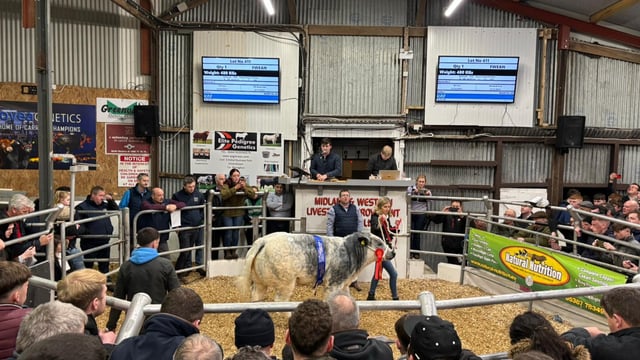 Meet the €33,500 Belgian Blue heifer, Polar Bear