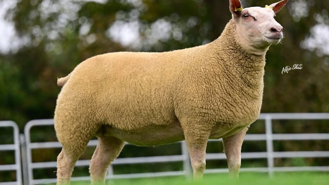 Rockdale flock tops inaugural Genetic Jewels sale at €4,200