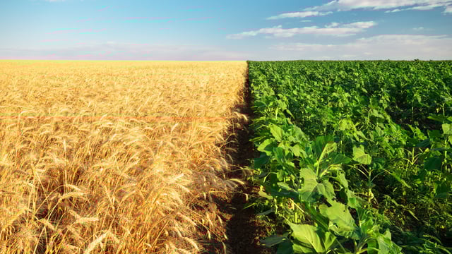 RaboBank: ‘Agriculture is no longer playing by supply-and-demand rules’