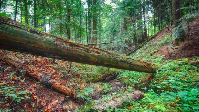 ESB increasing 'access officers' who will work with landowners on forestry - minister