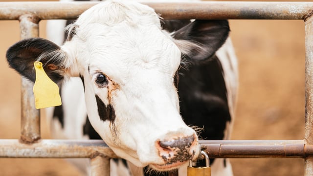 DAFM 'aware of issue' with mechanism of a calving gate