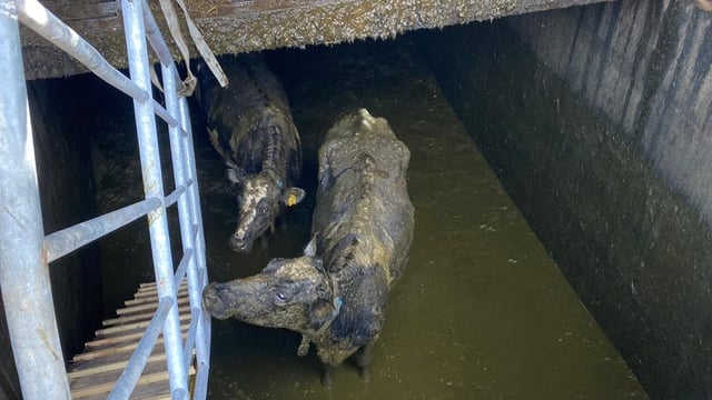 ‘It could’ve been a disaster’ says farmer after cows fall into slurry pit